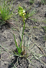 Albuca virens virens