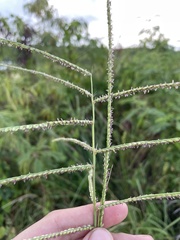 Paspalum arundinaceum