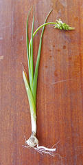 Albuca virens virens