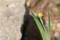 Sisyrinchium cernuum