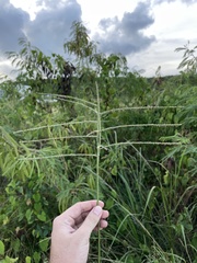 Paspalum arundinaceum