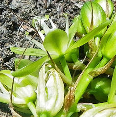 Albuca virens virens