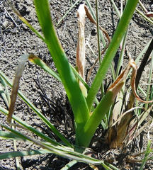 Albuca virens virens