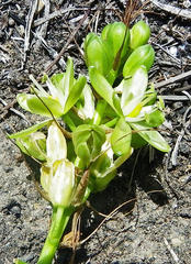 Albuca virens virens