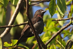 Pachyramphus minor
