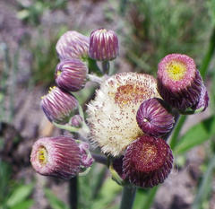 Erigeron primulifolius