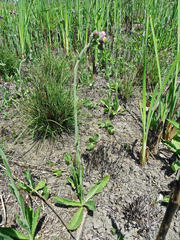 Erigeron primulifolius