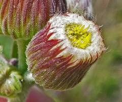 Erigeron primulifolius