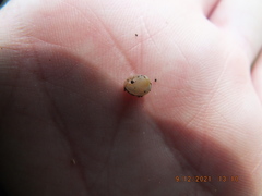 Sphaerium occidentale