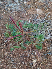 Desmanthus pernambucanus