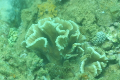 Pectinia lactuca