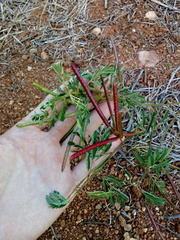 Desmanthus pernambucanus