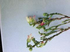 Erica strigilifolia