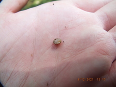 Sphaerium occidentale