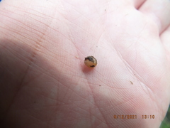 Sphaerium occidentale