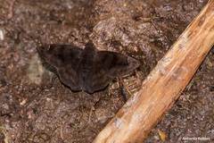 Nisoniades rubescens