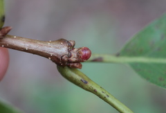 Andricus mamillaformis