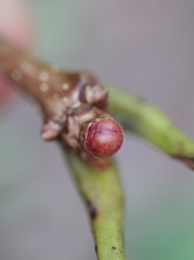 Andricus mamillaformis