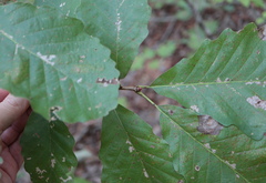 Andricus mamillaformis