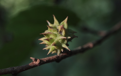 Spiny Witch-Hazel Gall Aphid photo 5