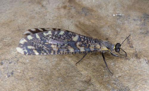 Palparellus ulrike