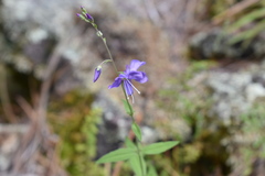 Veronica mexicana