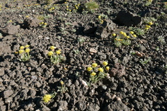 Eriogonum rosense