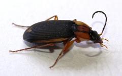 Chlaenius vitticollis