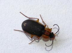 Chlaenius vitticollis