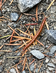 Scolopocryptops spinicaudus