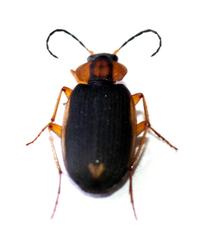 Chlaenius vitticollis