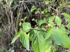 Varronia polycephala