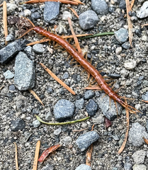 Scolopocryptops spinicaudus