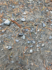 Scolopocryptops spinicaudus