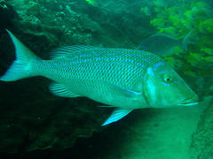 Lethrinus