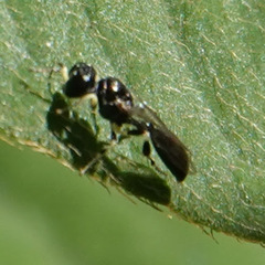 Rhopalum