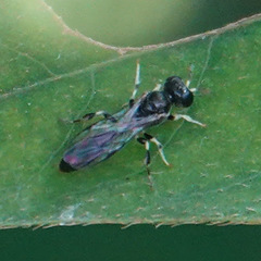 Rhopalum