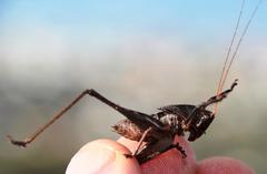 Alfredectes semiaeneus