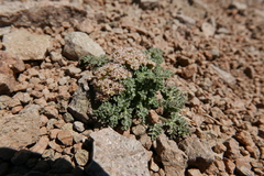 Cymopterus cinerarius