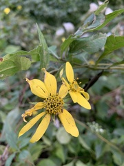 Helianthus decapetalus