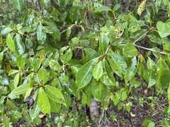 Guapira fragrans
