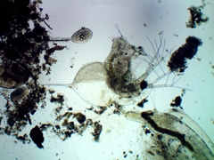 Daphnia longispina