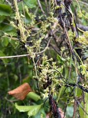 Cuscuta americana