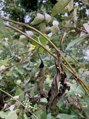 Helianthus decapetalus