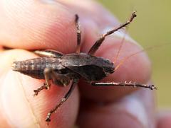 Alfredectes semiaeneus