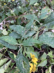 Helianthus decapetalus