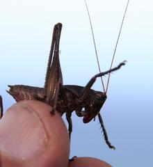 Alfredectes semiaeneus
