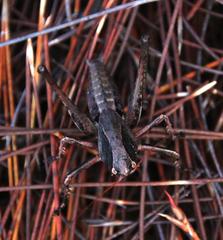 Alfredectes semiaeneus