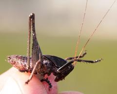 Alfredectes semiaeneus