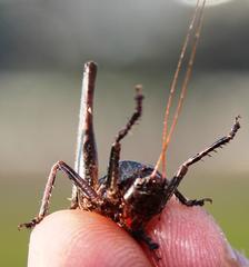 Alfredectes semiaeneus